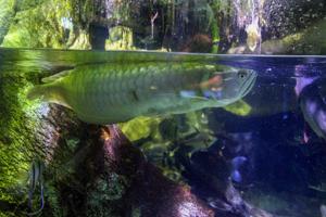 New England Aquarium Amazon By Shajia   Wikimedia
